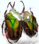 Eudicella woermanni poggei
