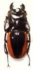 ODONTOLABIS wollastoni 