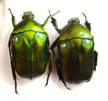 PSEUDOTORYNORRHINA japonica f. verte