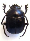 KHEPER venerabilis