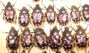 HETEROCNEMIS graeca