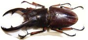 PROSOPOCOILUS astacoides elaphus 