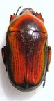 HETERORRHINA triangularis Red