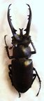 LUCANUS hermani