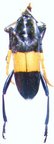 PACHYTERIA dimidiata
