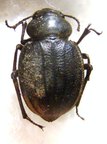 PIMELIA sp 