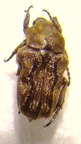 CYMOPHORUS undatus toganus