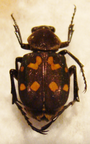 EPITRICHIUS bowringii