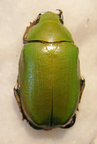 CHRYSINA (Plusiotis) amoena (=peruviana) M