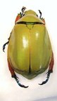 CHRYSINA adolphi F