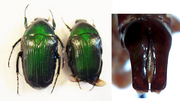 COPTOMIA MANDRAKAE