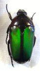 SMARAGDESTHES conjux conjux