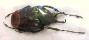 MYCTERISTES (Hemiprigenia) tibetana