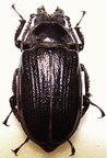 CANTHAROCNEMIS pilicipennis