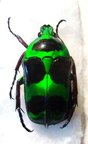HETERORRHINA macleayi