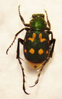 EPITRICHIUS  bowringii M
