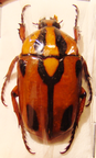 DILOCHROSIS walteri