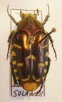 COILODERA (=Coelodera) preanobilis