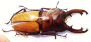 PROSOPOCOILUS occipitalis occipitalis M 