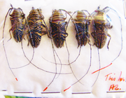 ZOGRAPHUS hieroglyphicus 
