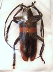 CEROPLESIS semikrabeata