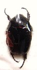 PROTAETIA (Cetonischema) aeruginosa FORME melanique