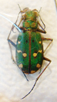CICINDELA marocana pseudomarocana