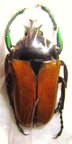 TAURHINA (Neptunides) polychrous var.brunneipennis M