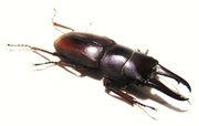 PROSOPOCOILUS mysticus mysticus M