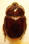 Heterogomphus monotuberculatus