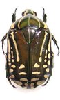 Rhabdotis gemella