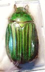 CHRYSINA (Plusiotis) adelaida