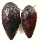 STERNOCERA hildebrantdi, Dark form