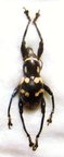 PACHRYRRHYNCHUS sp n&deg;2