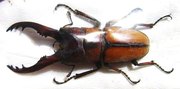 PROSOPOCOILUS mohnikei mohnikei