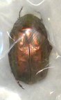 CETONIA aurata pisana f.pisana (typique)