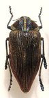 POLYBOTHRIS geayi