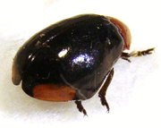 CHRYSOMELIDAE sp n&deg;5