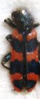 TRICHODES alvearius