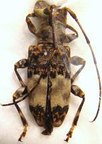 ACMOCERA olympiana