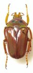STEPHANORRHINA simplex M