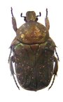 NIPHOBLETA dominula (=kraatzi) F