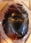 SCARABAEUS acuticollis