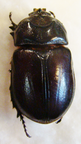 DYNORYCTES truncaticollis F