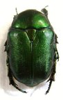 PROTAETIA (Netocia) hungarica armeniaca
