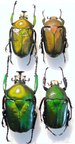 DICRONORHINA derbyana oberthuri,  Couple