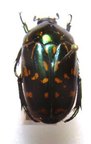 POECILOPHARIS whitei