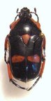 HETERORRHINA paupera M