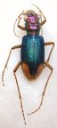 TRETRACA spixi opulenta