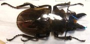 ODONTOLABIS dalmani dalmani M amphiodonte